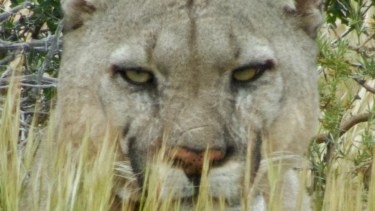 Salir a buscar al puma: la experiencia que transforma la mirada en el Parque Patagonia