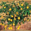 Imagen de El árbol ideal para patios pequeños: da frutos casi todo el año y no rompe veredas