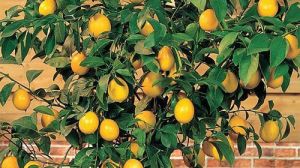 El árbol ideal para patios pequeños: da frutos casi todo el año y no rompe veredas