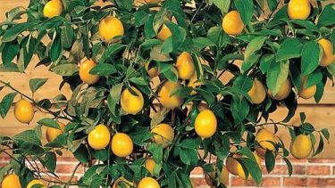El árbol ideal para patios pequeños: da frutos casi todo el año y no rompe veredas