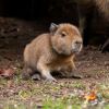 Imagen de ¡Ternura total! Nació un bebé capibara en un zoológico de Escocia: es el primer ejemplar en 18 años, cómo se llama