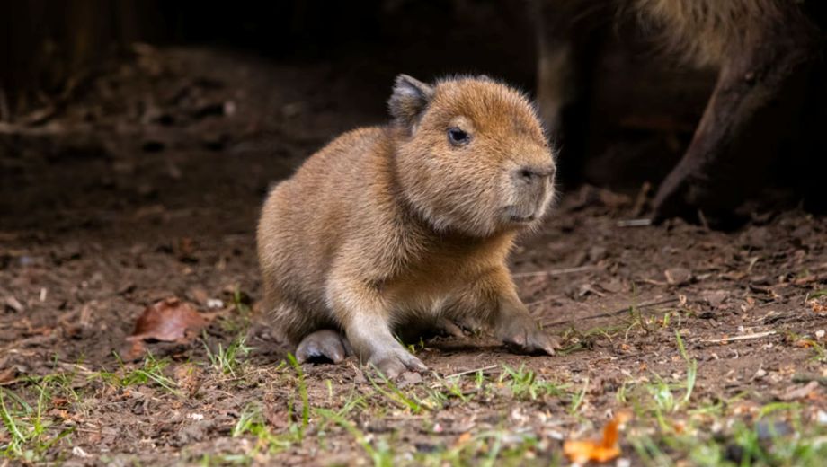 Nació un bebé capibara en un zoológico de Escocia. Foto: zoológico de Escocia. 