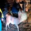 Imagen de Un pequeño guanaco desorientado en Neuquén activó un protocolo de rescate sobre la Ruta 237: los detalles del operativo
