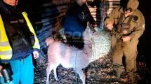 Imagen de Un pequeño guanaco desorientado en Neuquén activó un protocolo de rescate sobre la Ruta 237: los detalles del operativo