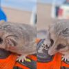 Imagen de ¡Ternura! Apareció un monito en un yacimiento en Añelo: es una especie nativa, así fue el operativo de rescate
