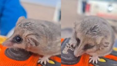 ¡Ternura! Apareció un monito en un yacimiento en Añelo: es una especie nativa, así fue el operativo de rescate