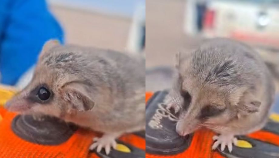 El marsupial es un animal protegido y nativo de la región (foto: gentileza)