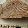 Imagen de Amonites de Vaca Muerta: el hallazgo del Conicet que reescribe el registro fósil