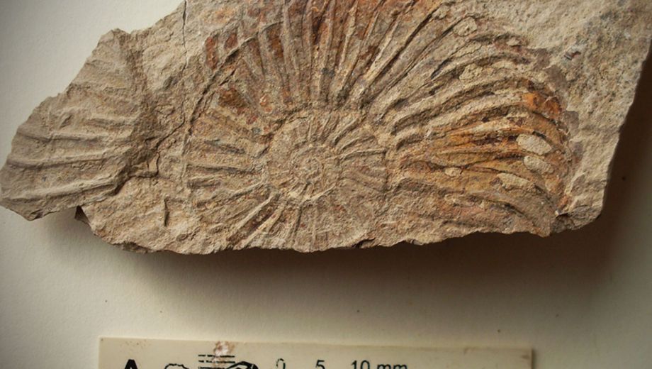 La Formación Vaca Muerta guarda fósiles de hace 135 millones de años (M.Tunik)