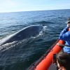 Imagen de “Suerte queda chico”: la emoción de encontrarse cara a cara con una ballena azul en medio del mar de la Patagonia