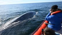 Imagen de “Suerte queda chico”: la emoción de encontrarse cara a cara con una ballena azul en medio del mar de la Patagonia
