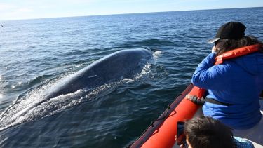 “Suerte queda chico”: la emoción de encontrarse cara a cara con una ballena azul en medio del mar de la Patagonia