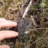 Imagen de Una influencer tocó en Bariloche un ratón que transmite hantavirus y subió el video a TikTok