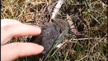 Una influencer tocó en Bariloche un ratón que transmite hantavirus y subió el video a TikTok