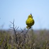 Imagen de Rescataron cardenales amarillos y avanzan en una investigación por captura ilegal entre Río Negro y San Juan