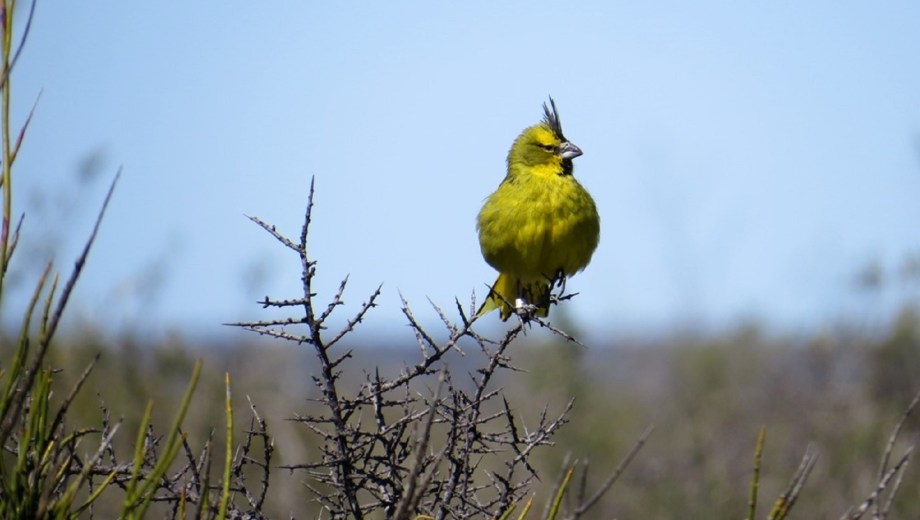 Recuperan aves en peligro de extinción. Foto: gentileza 