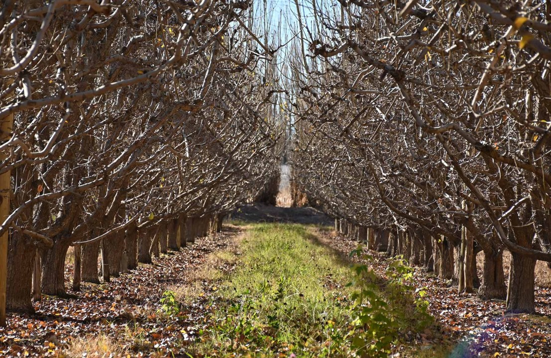Filas de frutales históricos, en la chacra centenaria de la familia Artero.