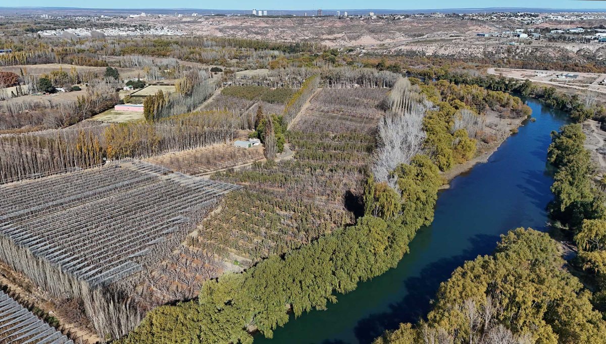 Desde el aire, la histórica chacra frutícola de los Artero en Río Negro, a la vera del río Neuquén: 100 años atrás, la familia comenzaba a trabajarla.