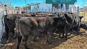 Patagonia ganadera: tres historias que reflejan distintas facetas del trabajo en el campo