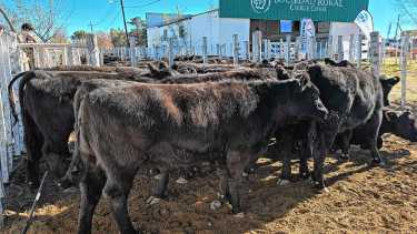 Patagonia ganadera: tres historias que reflejan distintas facetas del trabajo en el campo