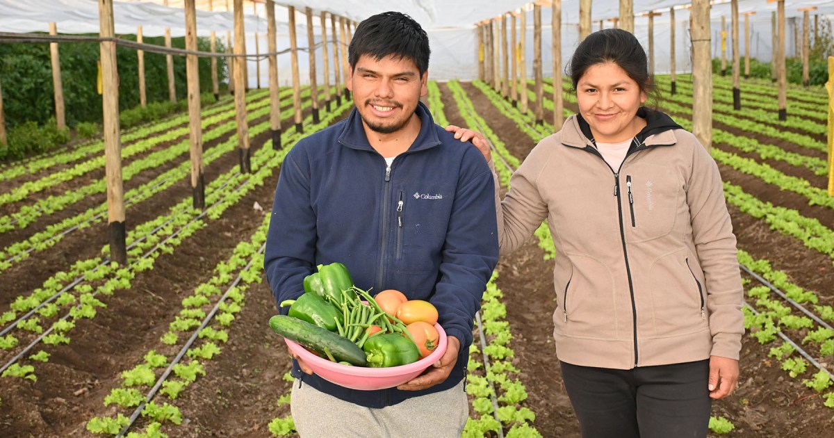 Imagen de Se enamoraron en la Patagonia y en solo tres meses levantaron 8 invernaderos para vivir de sus cultivos