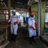 Imagen de Por el brote de ébola en África activan controles sanitarios sobre barcos que llegan a Argentina