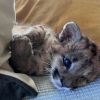 Imagen de En fotos | El cachorro de puma que sobrevivió a un choque fatal en el Parque Nahuel Huapi fue trasladado a la Fundación Bubalcó