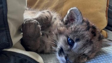 En fotos | El cachorro de puma que sobrevivió a un choque fatal en el Parque Nahuel Huapi fue trasladado a la Fundación Bubalcó