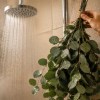 Imagen de Poner eucalipto en la ducha: por qué se volvió tendencia y qué beneficios tiene