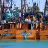 Imagen de Ficha Limpia Pesquera en Chubut: los empresarios ganaron un round y ahora decide el Superior Tribunal 
