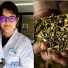 Imagen de Una científica argentina descubrió cómo transformar yerba mate usada en energía para baterías