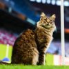 Imagen de El "gato del Beşiktaş" que se volvió viral en la final de la UEFA Europa League y trajo suerte al Aston Villa