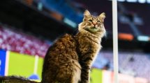 Imagen de Inesperado protagonista: el gato del Beşiktaş trae suerte al Aston Villa en la final de la UEFA Europa League