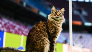Inesperado protagonista: el gato del Beşiktaş trae suerte al Aston Villa en la final de la UEFA Europa League