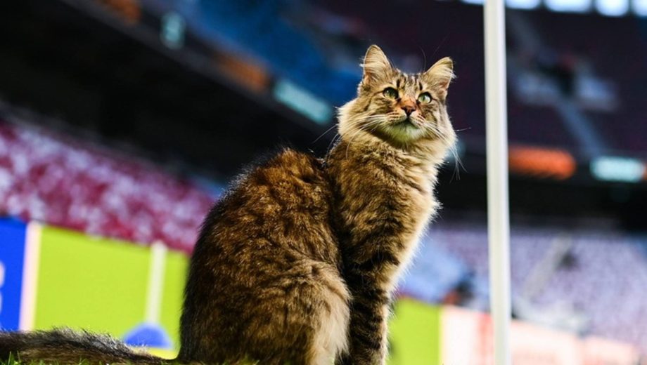 El "gato del Beşiktaş" que se volvió viral en la final de la UEFA Europa League y le dio suerte a Aston Villa.-