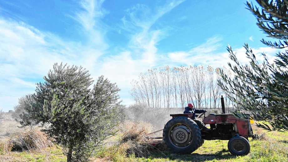 El oasis productivo de 75 hectáreas que crece a paso firme en la Patagonia regado por las aguas del río Colorado