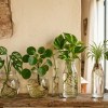 Imagen de Las 3 plantas ideales para el invierno que crecen en agua: fáciles, resistentes y perfectas para el hogar