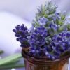 Imagen de Lavanda en mayo: el secreto para un jardín perfumado y resistente a las heladas