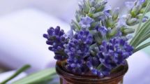 Imagen de Cómo cultivar lavanda en mayo: consejos para un jardín perfumado y duradero