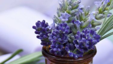 Cómo cultivar lavanda en mayo: consejos para un jardín perfumado y duradero