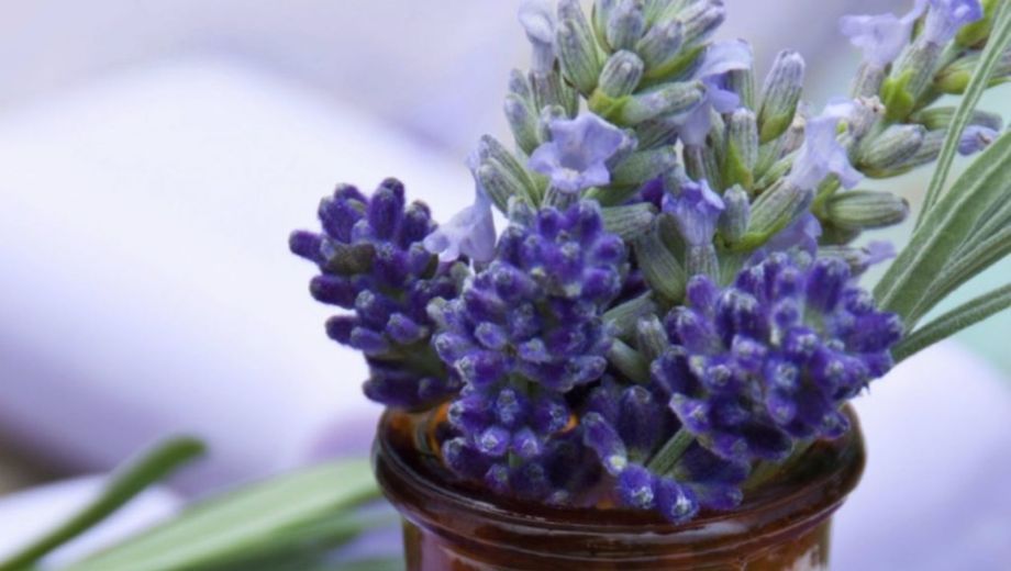 Lavanda en mayo: el secreto para un jardín perfumado y resistente a las heladas.-