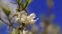 Imagen de Cómo cuidar la madreselva de invierno: la joya fragante de tu jardín en climas fríos