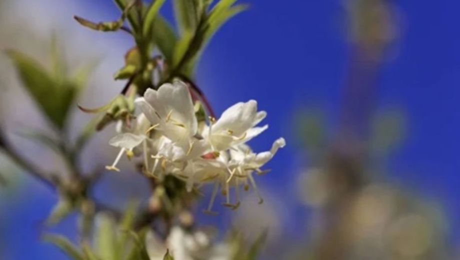 Madreselva de invierno: cómo cuidar el arbusto que perfuma el jardín en medio del frío.-