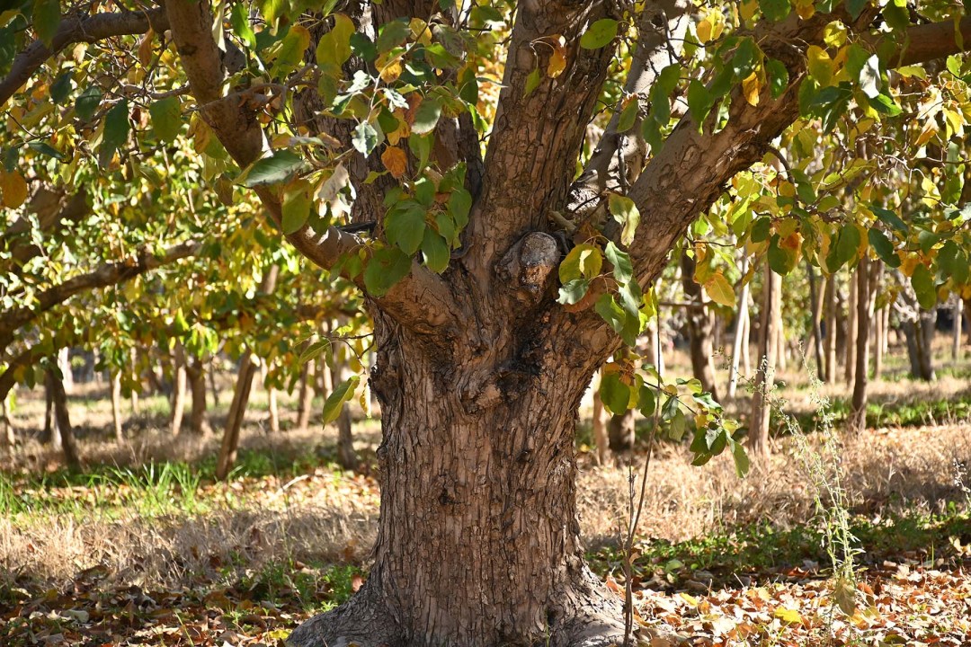 Manzano de gran porte en la chacra centenaria de los Artero: Eduardo asegura que algunas de esas plantas producen, cada una, 1.000 kilos de frutas por temporada.