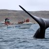 Imagen de A 40 años del primer avistaje embarcado, Chubut abrió la temporada de ballenas en Península Valdez