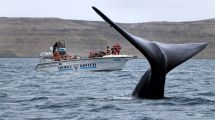 Imagen de A 40 años del primer avistaje embarcado, Chubut abrió la temporada de ballenas en Península Valdez