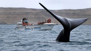 A 40 años del primer avistaje embarcado, Chubut abrió la temporada de ballenas en Península Valdez
