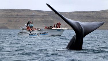 A 40 años del primer avistaje embarcado, Chubut abrió la temporada de ballenas en Península Valdez
