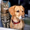 Imagen de Del "guau gua" al "hola": crearon un collar con IA que promete traducir a las mascotas