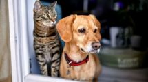 Imagen de Del «guau gua» al «hola»: crearon un collar con IA que promete traducir a las mascotas